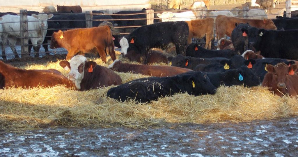 steers with bedding