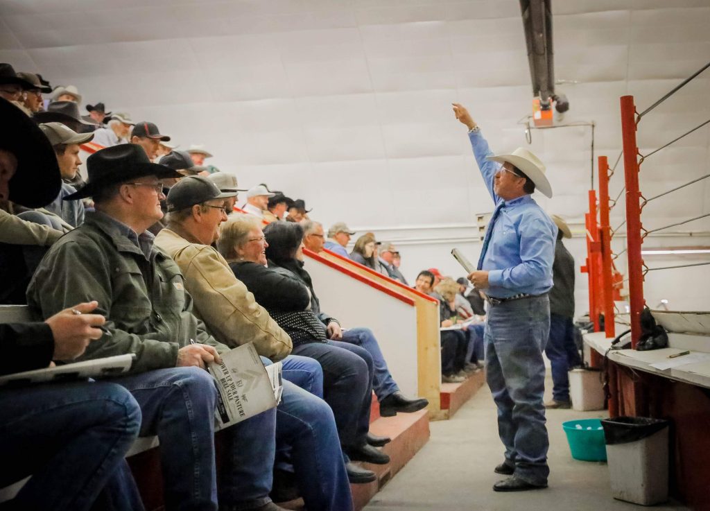 cattle sale ring man