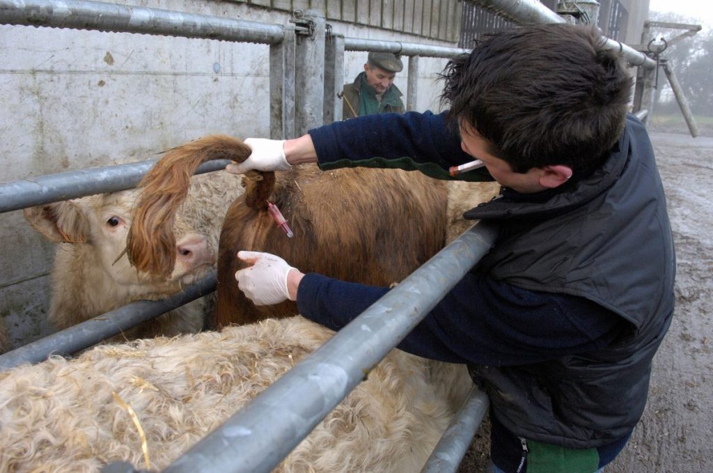 testing beef cattle