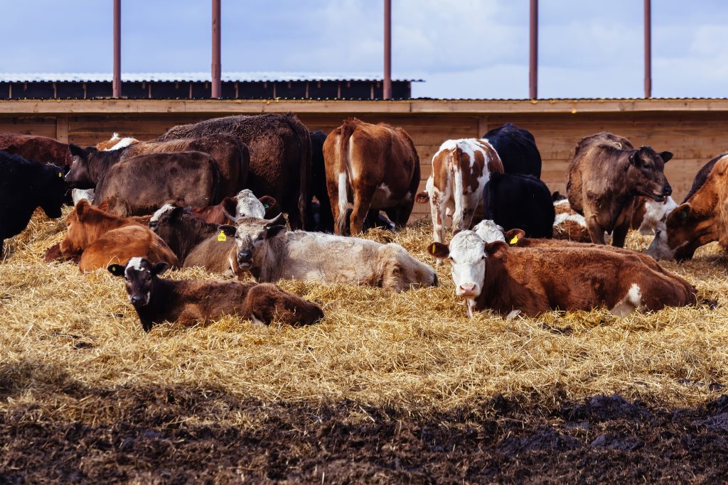 beef cows and calves in bedding