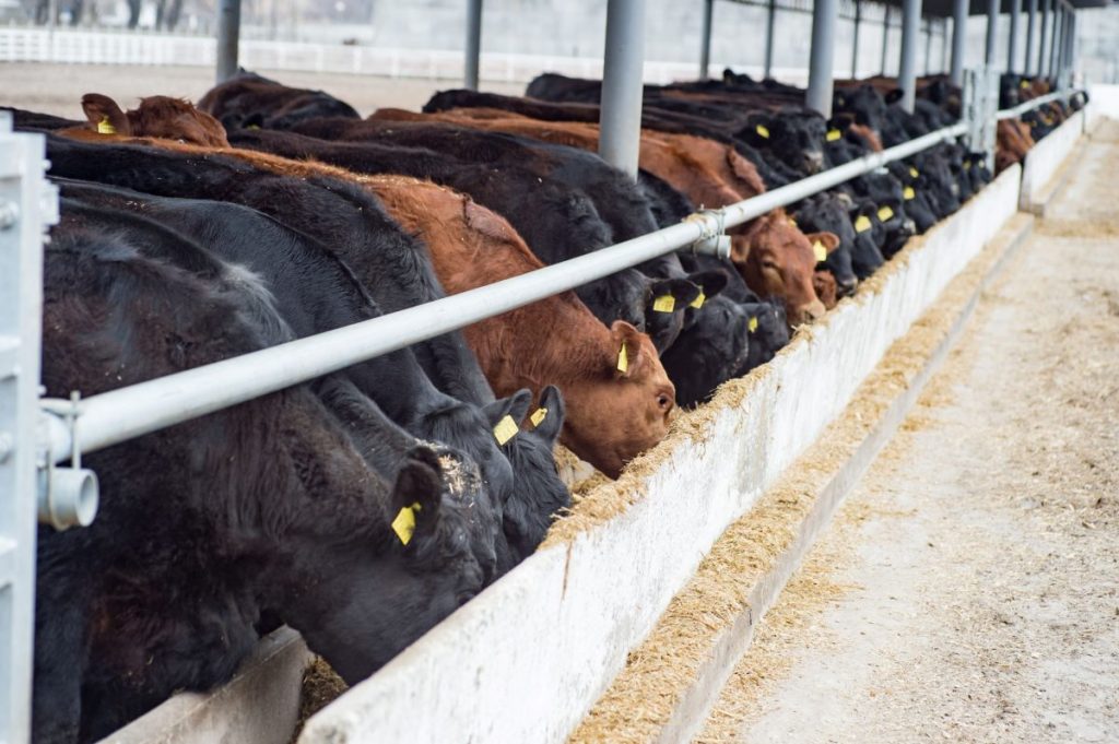 cattle at feed bunk