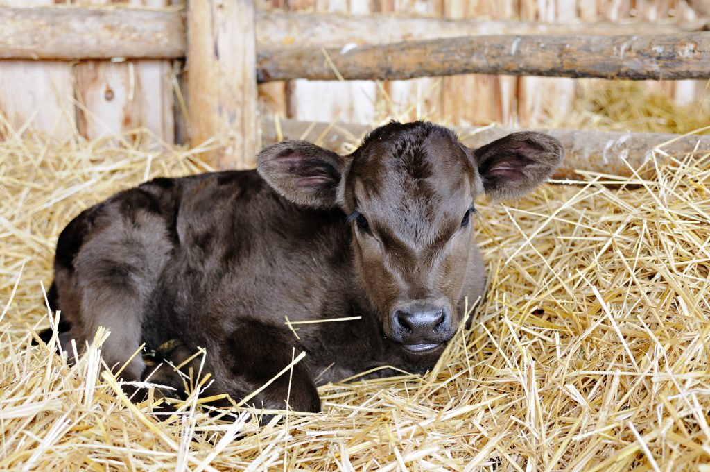 newborn beef calf