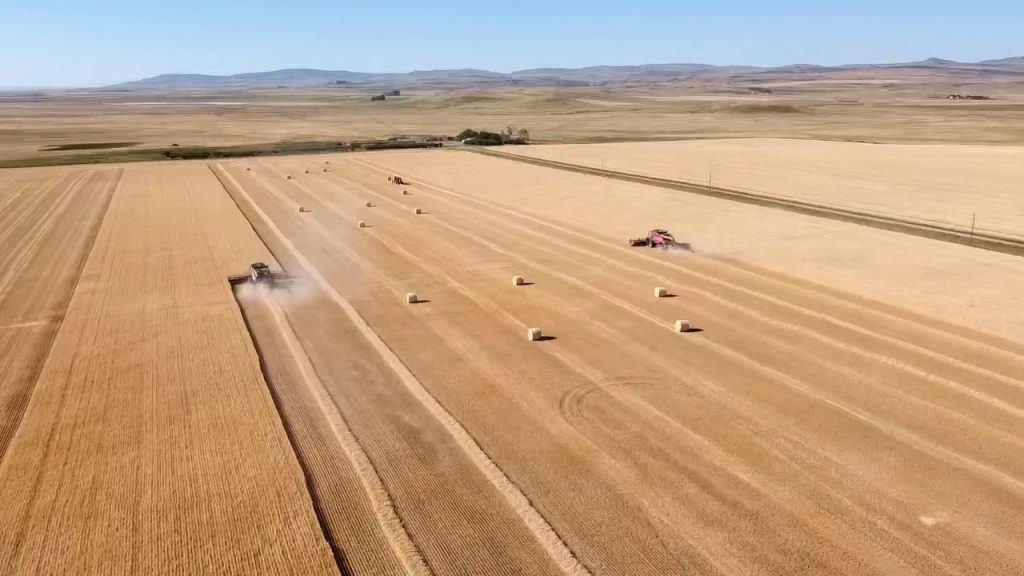 aerial shot of combining and hay bales