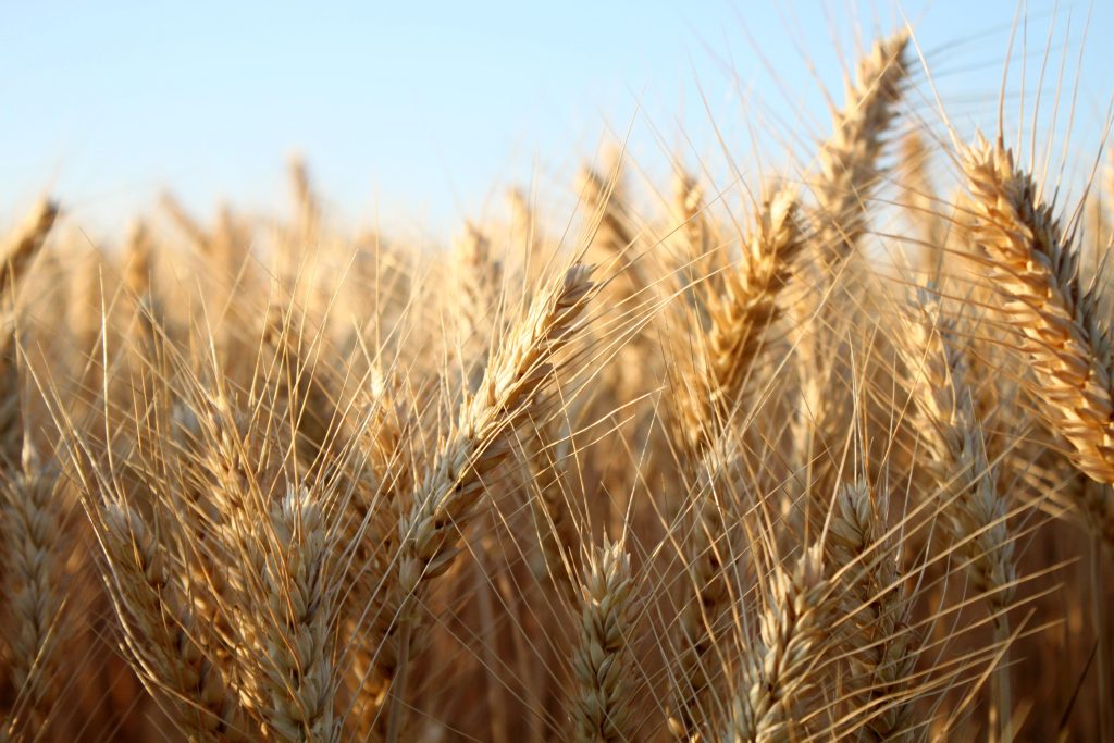 barley crop