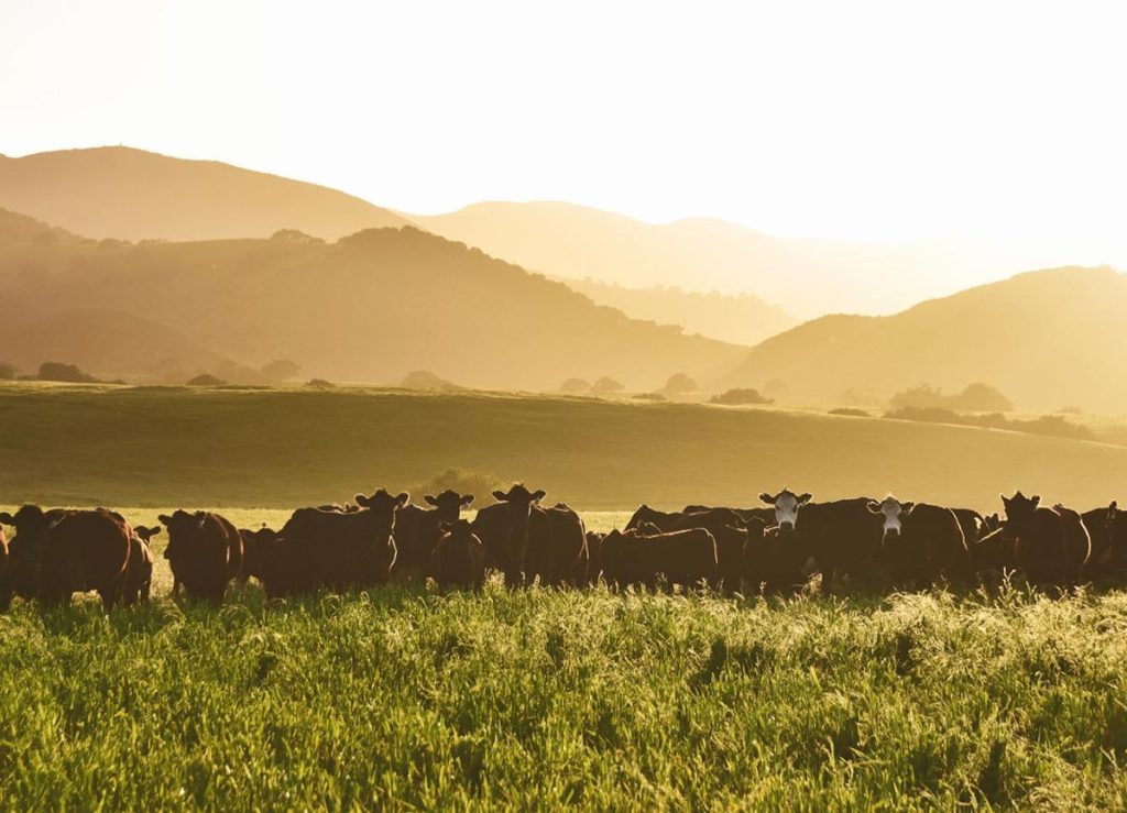 black beef cattle with green pasture and hills