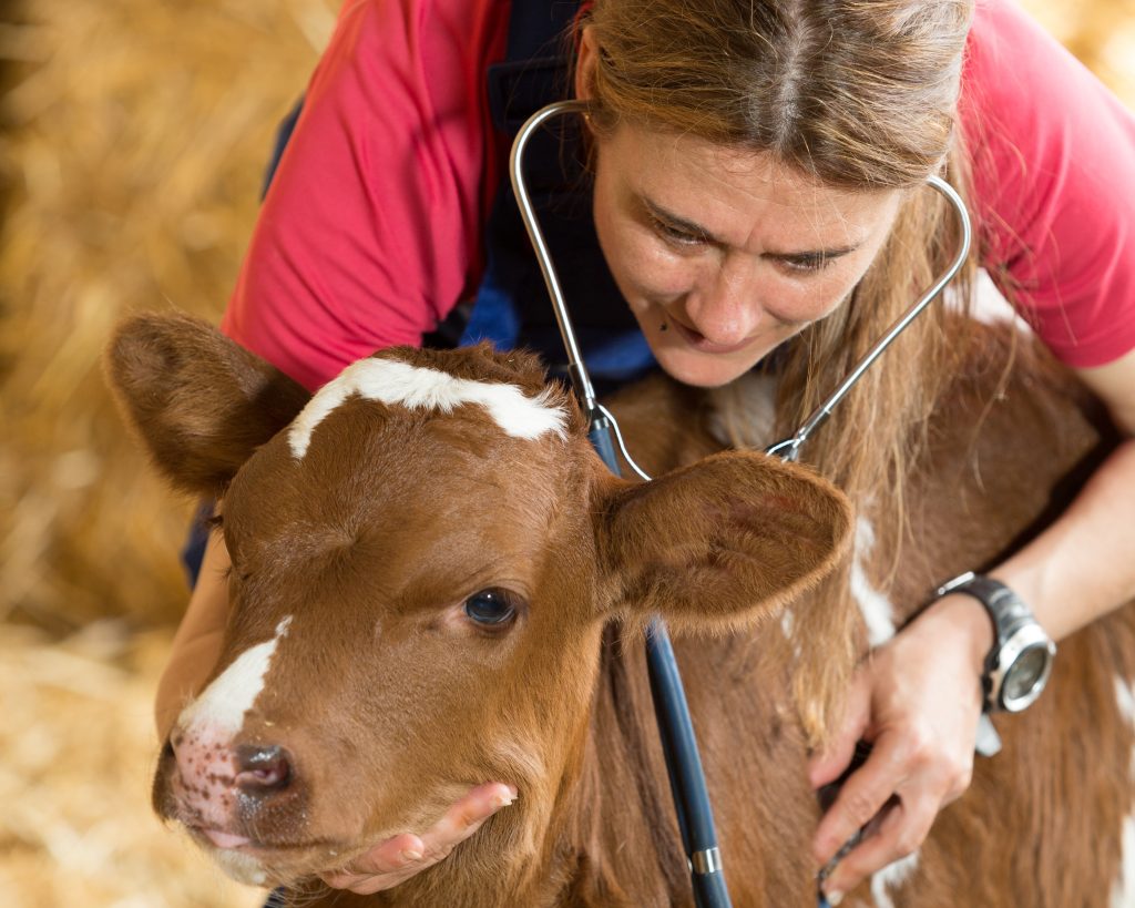 veterinarian checking beef calf