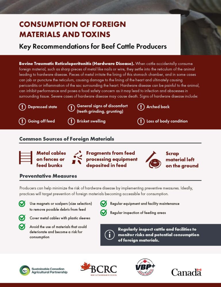 consumption of foreign materials and toxins in beef cattle