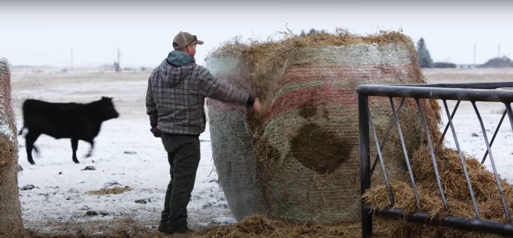 beef producer cutting net wrap from hay in winter