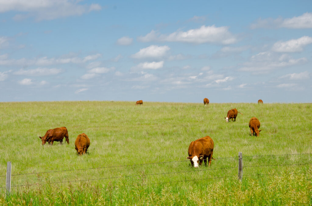 cattle herd on green pasture
