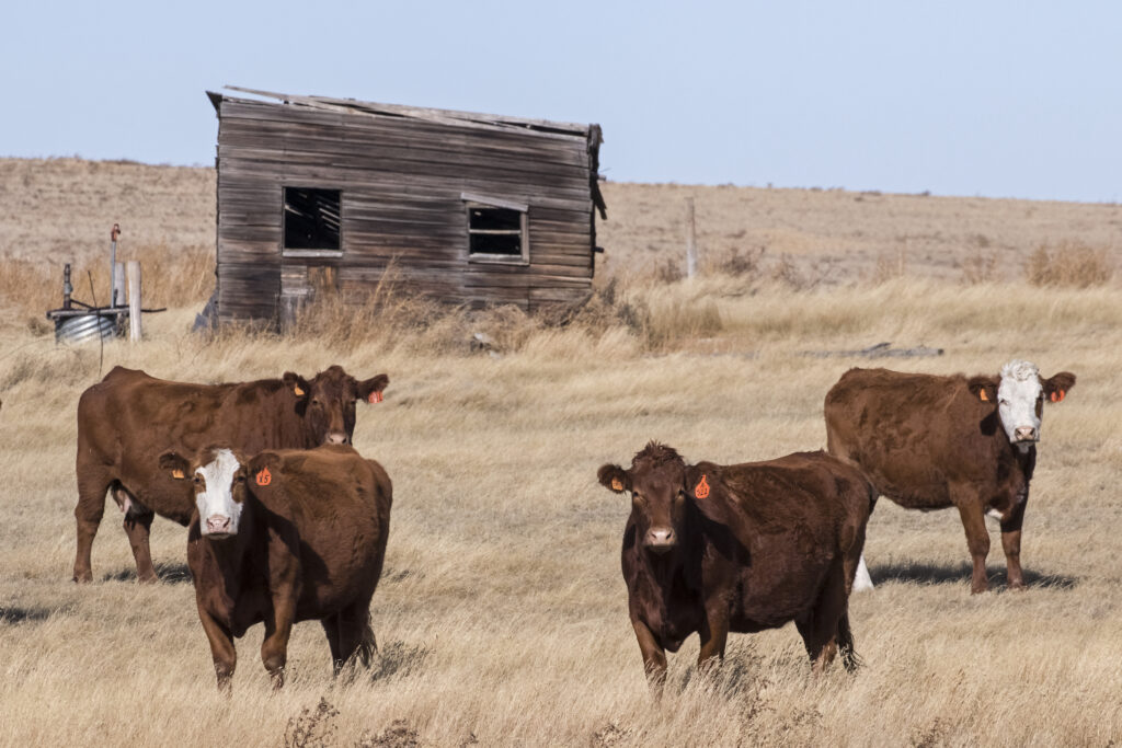 red beef cows with rustic building